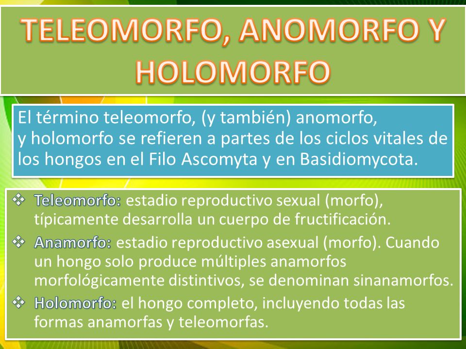 que es un hongo anamorfo que es un hongo anamorfo